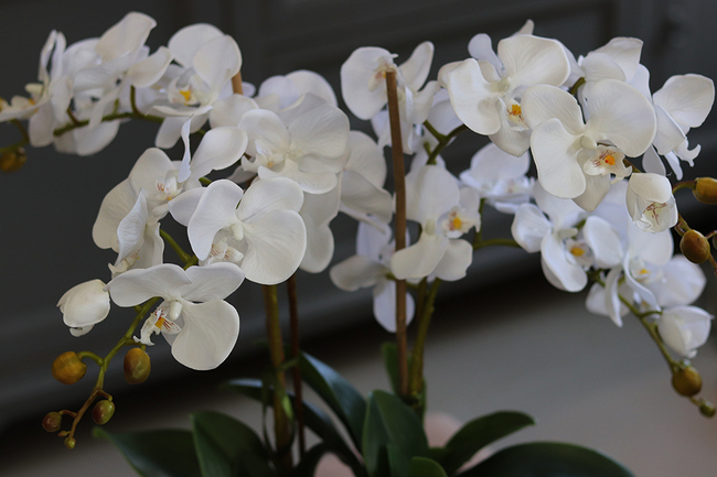 storczyk w donicy o marmurowym wzorze Marbello Big, wys.55cm