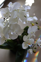 storczyk Camilla Small w ceramicznej, czarnej donicy, wys.66cm