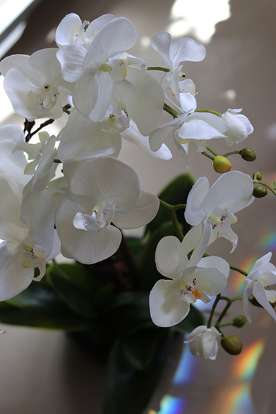 storczyk Camilla Small w ceramicznej, czarnej donicy, wys.66cm