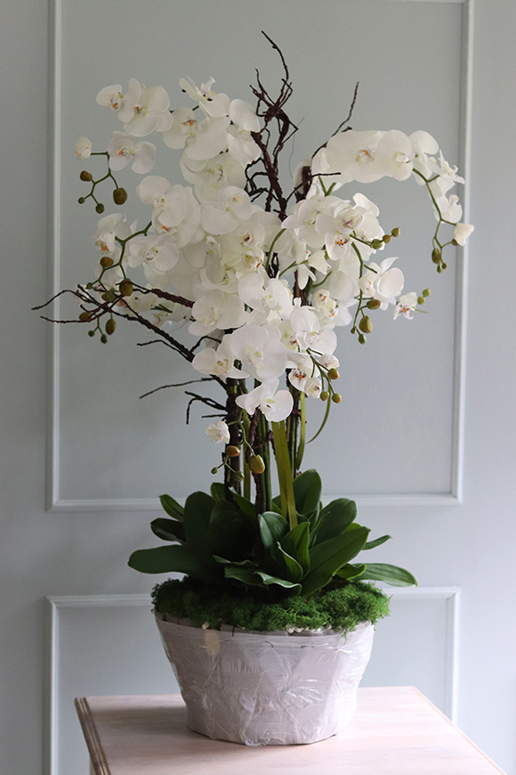 Premiossa, storczyk w stretchu do obsadzenia, wys.110cm