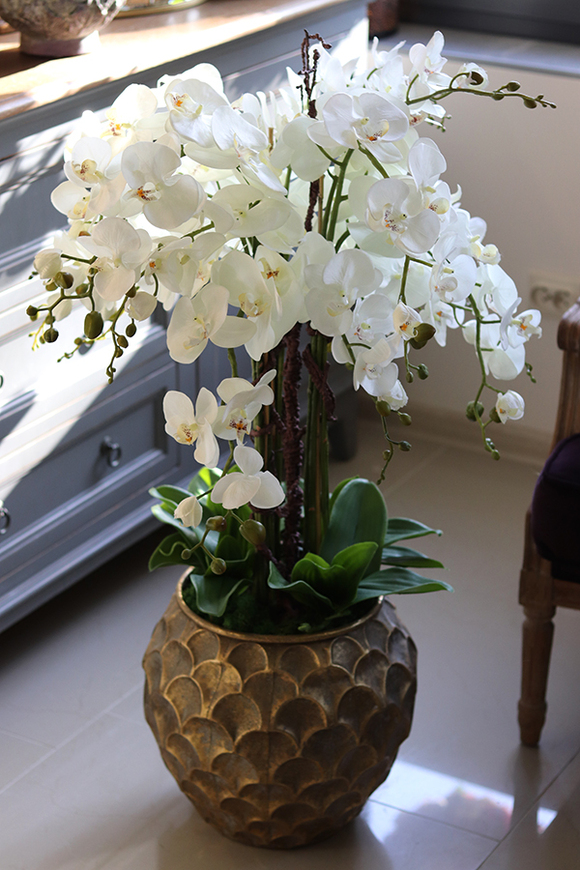 GoldenRose, bardzo elegancki storczyk, wys.100cm