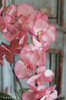 Cinderella Albertina, pudrovy storczyk w szarej donicy, wys.60cm 