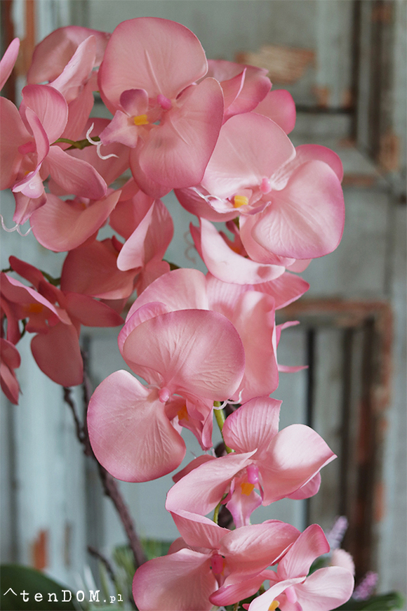 Cinderella Albertina, pudrovy storczyk w szarej donicy, wys.60cm 