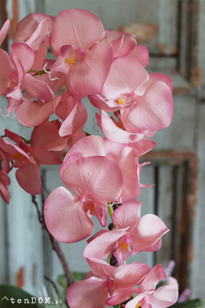 Cinderella Albertina, pudrovy storczyk w szarej donicy, wys.60cm 