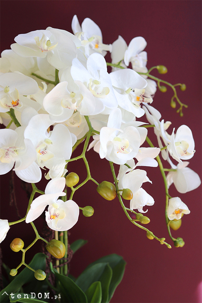 Alessio, ekskluzywny storczyk w coolerze, wys.85cm