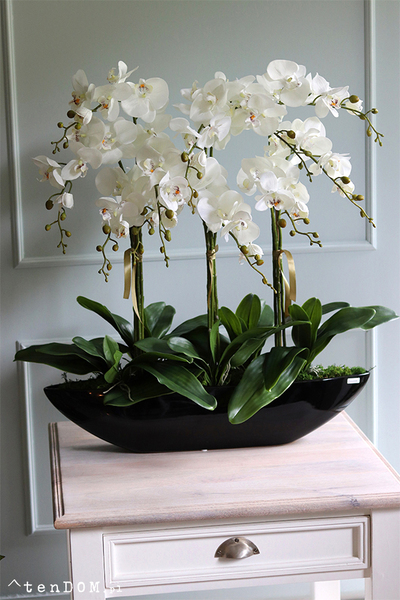 Big Laos Black, ekskluzywny storczyk w długiej czarnej donicy, wym.77x65cm