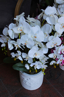 storczyk Casandra w białej donicy, wys.84cm