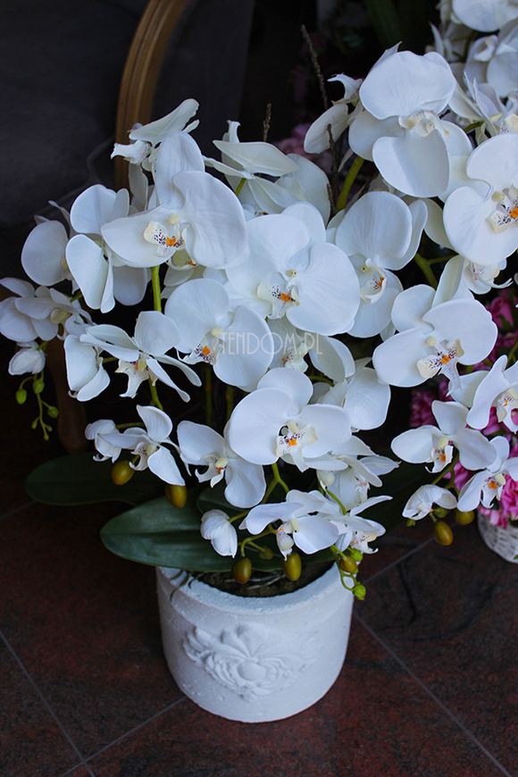 storczyk Casandra w białej donicy, wys.84cm