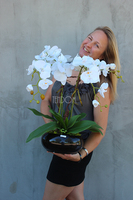 storczyk Camilla Black w ceramicznej, czarnej donicy, wys.61cm