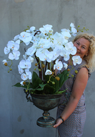 szlachetny storczyk Regenta w metalowym pucharze, wys.82cm