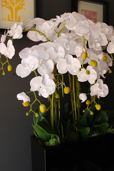 duży storczyk Marco Grande Black, wys.110cm 