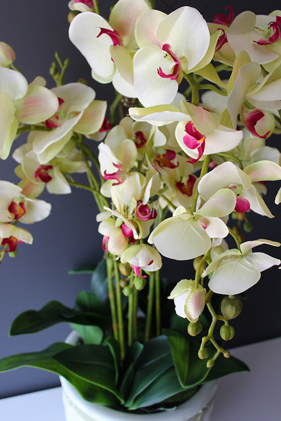 Konferencja storczyk w tradycyjnej donicy, wys.80cm