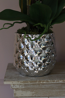 Tellano Big, efektowny storczyk w srebrnej donicy, wys.60cm