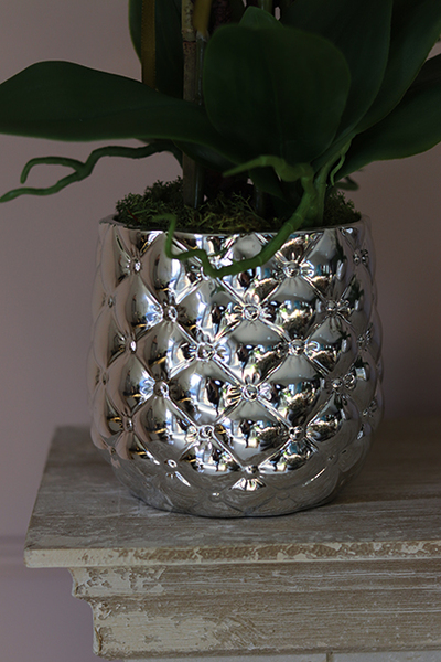 Tellano Big, efektowny storczyk w srebrnej donicy, wys.60cm