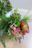 Maria Biel, kompozycja sukulenty w okrągłej donicy, wys.16cm