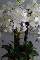 bardzo elegancki storczyk Złota Bajka, wys.140cm