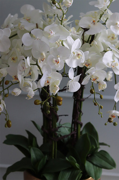 bardzo elegancki storczyk Złota Bajka, wys.140cm