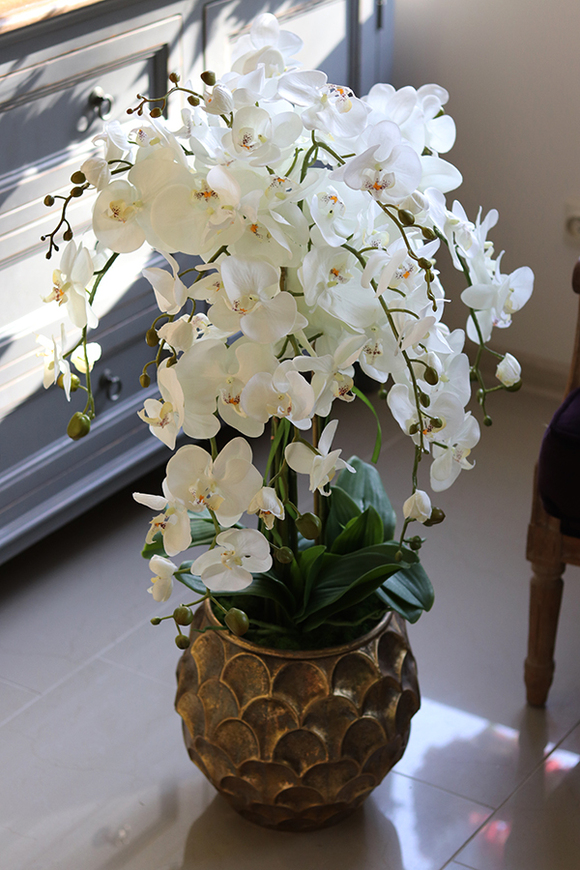 GoldenRose, bardzo elegancki storczyk, wys.100cm