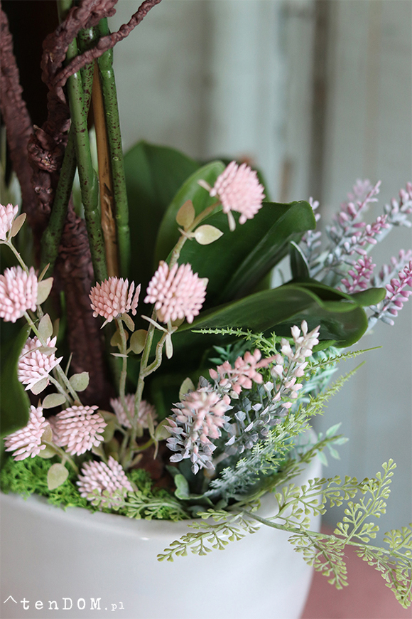 Cinderella Albertina, pudrovy storczyk w szarej donicy, wys.60cm 