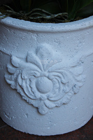 storczyk Casandra w białej donicy, wys.84cm