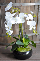 storczyk Camilla Black w ceramicznej, czarnej donicy, wys.61cm