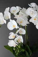 bardzo duży storczyk Emilie Grande Balck w minimalistycznej donicy, wys.100cm