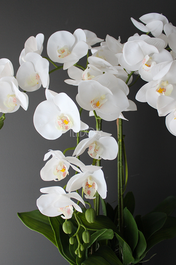 bardzo duży storczyk Emilie Grande Balck w minimalistycznej donicy, wys.100cm