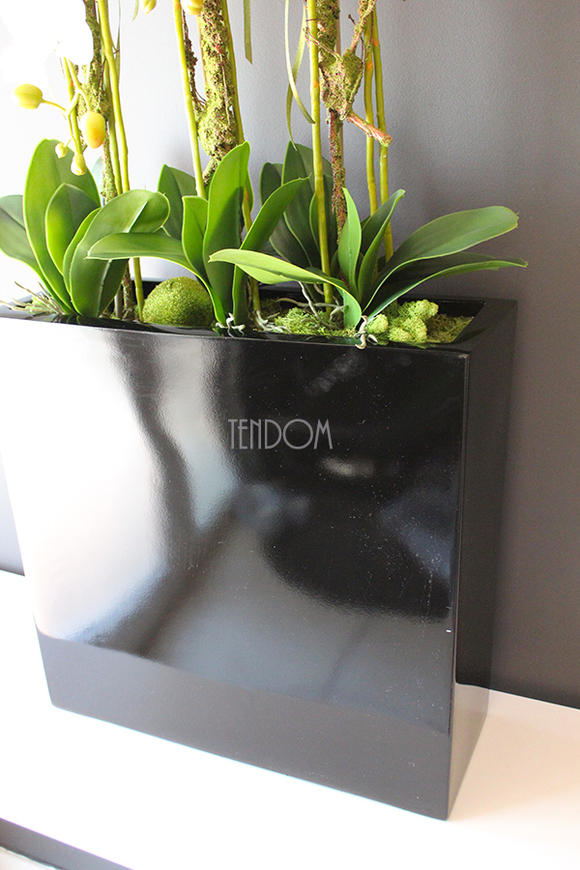 duży storczyk Marco Grande Black, wys.110cm 