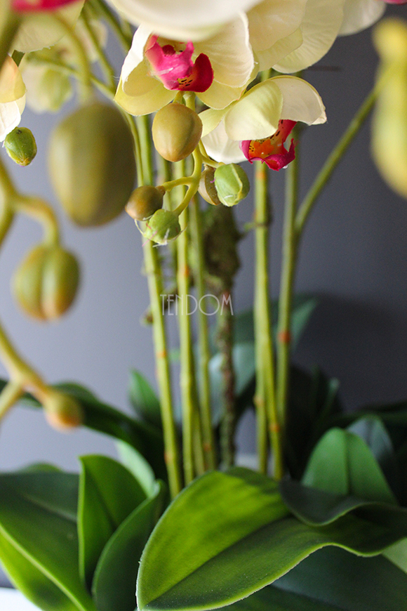 Konferencja storczyk w tradycyjnej donicy, wys.80cm