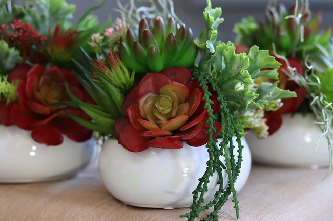 Maria Biel, kompozycja sukulenty w okrągłej donicy, wys.16cm