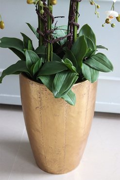 bardzo elegancki storczyk Złota Bajka, wys.140cm