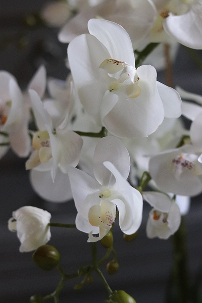 Georgia Small, efektowny storczyk w koszu z trawy, wys.76cm