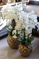 GoldenRose, bardzo elegancki storczyk, wys.100cm