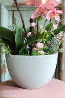 Cinderella Albertina, pudrovy storczyk w szarej donicy, wys.60cm 