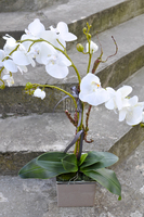 storczyk w ceramicznej, beżowej donicy Elegance 1, wys.77cm