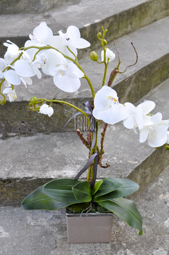 storczyk w ceramicznej, beżowej donicy Elegance 1, wys.77cm