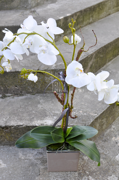 storczyk w ceramicznej, beżowej donicy Elegance 1, wys.77cm