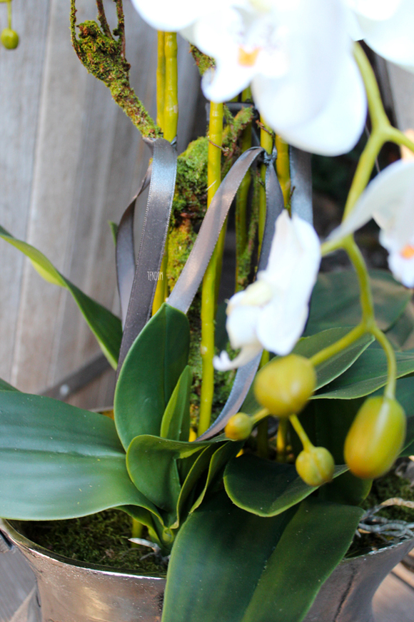 duży storczyk w aluminiowej donicy Bella Italia wys.85cm