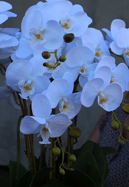 dostojny storczyk Sorrento w metalowym pucharze, wys.68cm