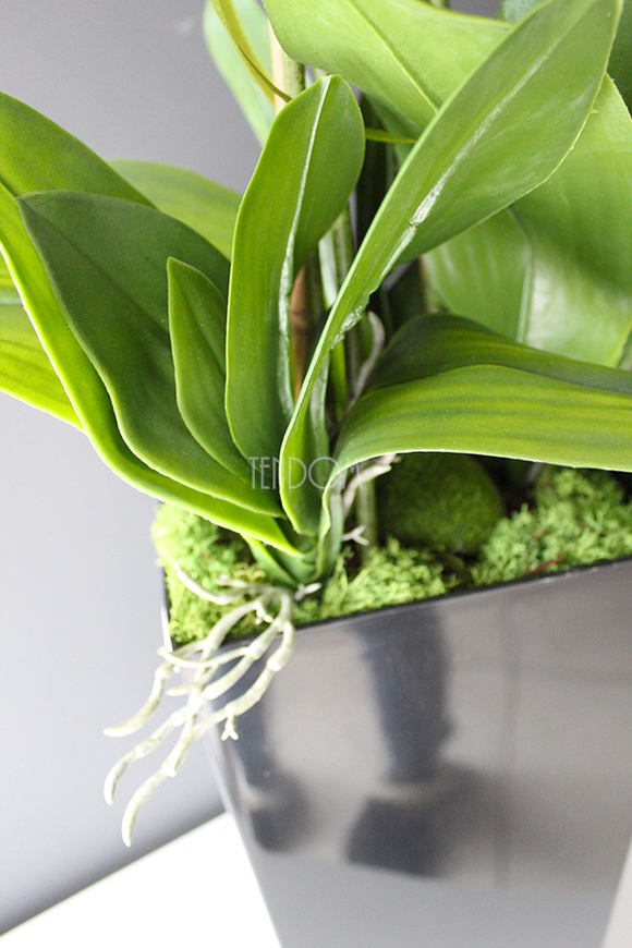 bardzo duży storczyk Emilie Grande Balck w minimalistycznej donicy, wys.100cm