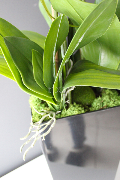 bardzo duży storczyk Emilie Grande Balck w minimalistycznej donicy, wys.100cm