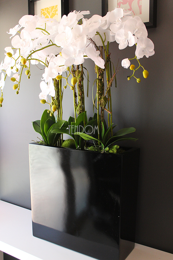 duży storczyk Marco Grande Black, wys.110cm 