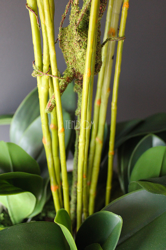 Konferencja storczyk w tradycyjnej donicy, wys.80cm