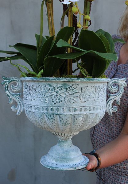 dostojny storczyk Sorrento w metalowym pucharze, wys.68cm