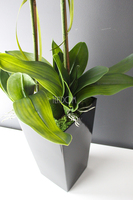 bardzo duży storczyk Emilie Grande Balck w minimalistycznej donicy, wys.100cm