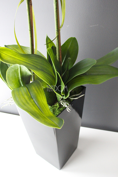 bardzo duży storczyk Emilie Grande Balck w minimalistycznej donicy, wys.100cm