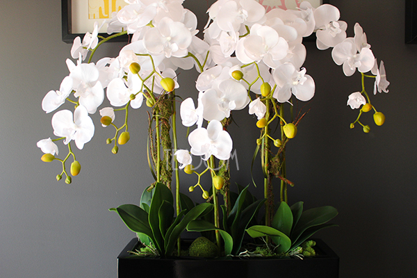 duży storczyk Marco Grande Black, wys.110cm 