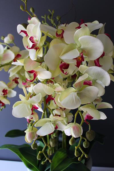 Konferencja storczyk w tradycyjnej donicy, wys.80cm