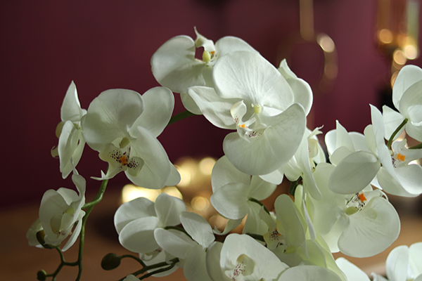 Cinderella Grey Small, elegancki storczyk w białej donicy, wys.60cm 