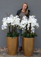 bardzo elegancki storczyk Złota Bajka, wys.140cm